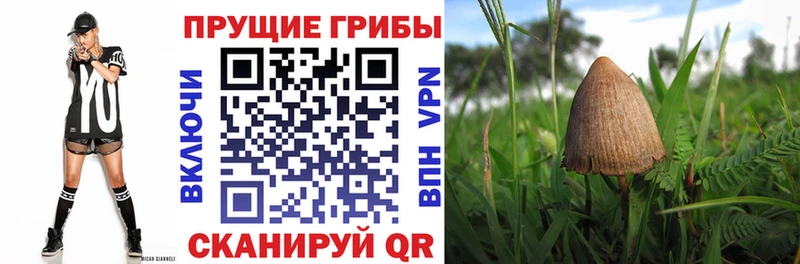 Галлюциногенные грибы Psilocybe  Купить где  Павловская 